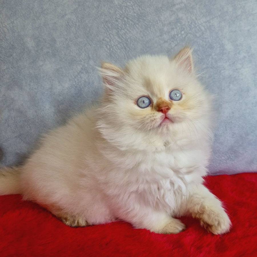 Diana British Longhair female, chocolate golden shaded pointed
