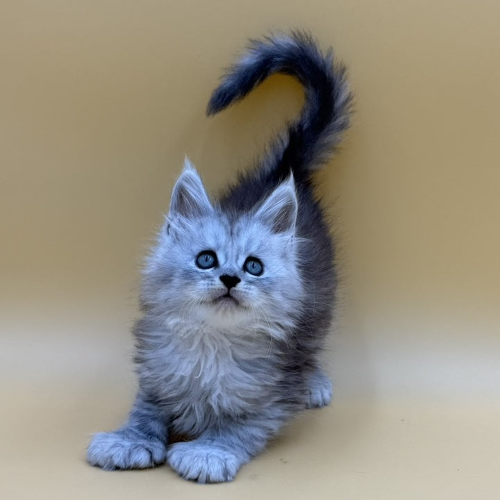Heyjay Maine Coon male, black silver tabby