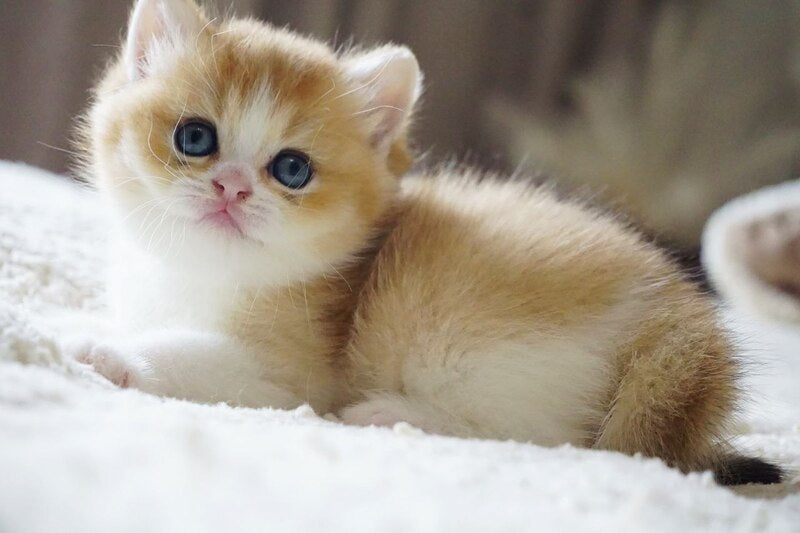 Ilan British Shorthair male, black golden chinchilla bicolour