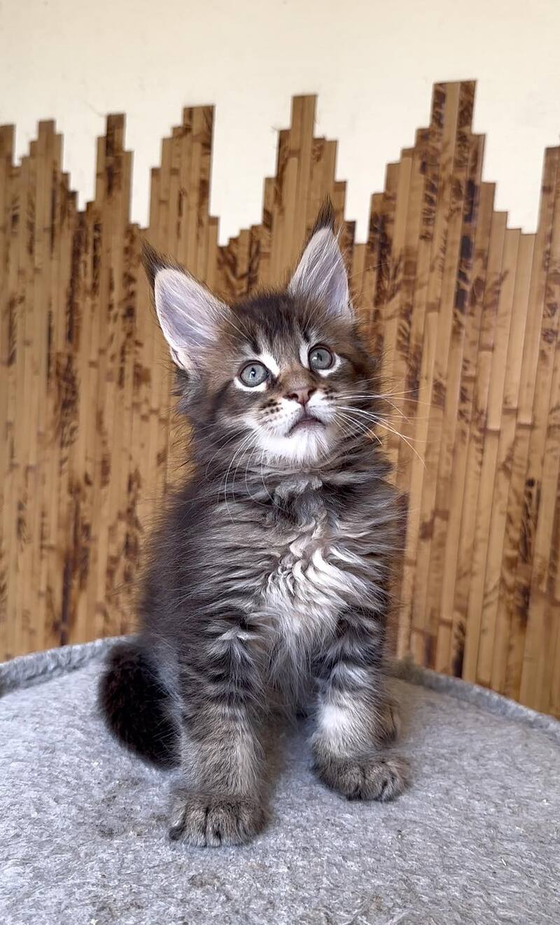 Uzhik Maine Coon male, black ticked tabby