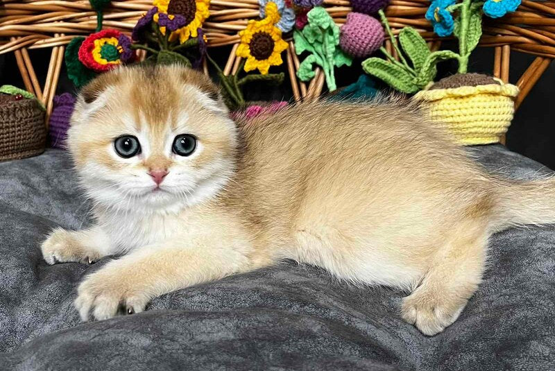 Kitti Scottish Fold female, black golden chinchilla