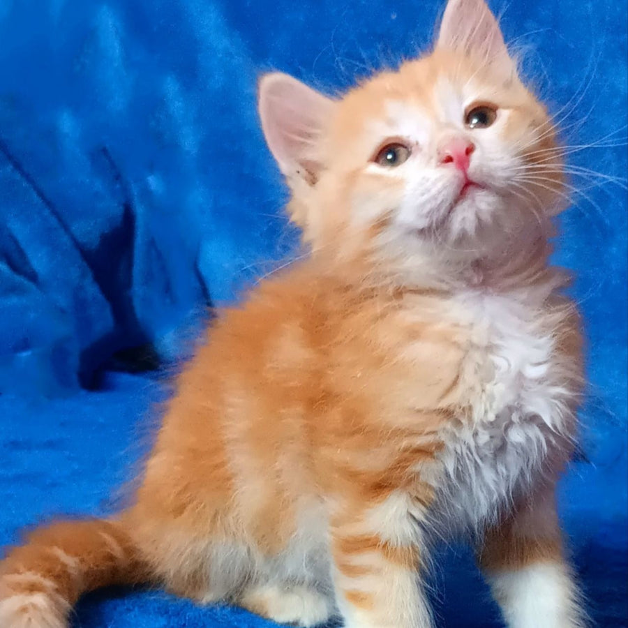 Elvis Siberian male, red tabby