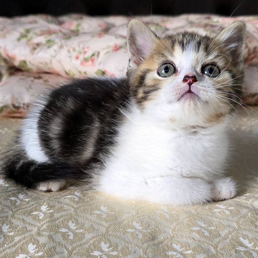 Dominic Scottish Straight male, black tabby bicolour