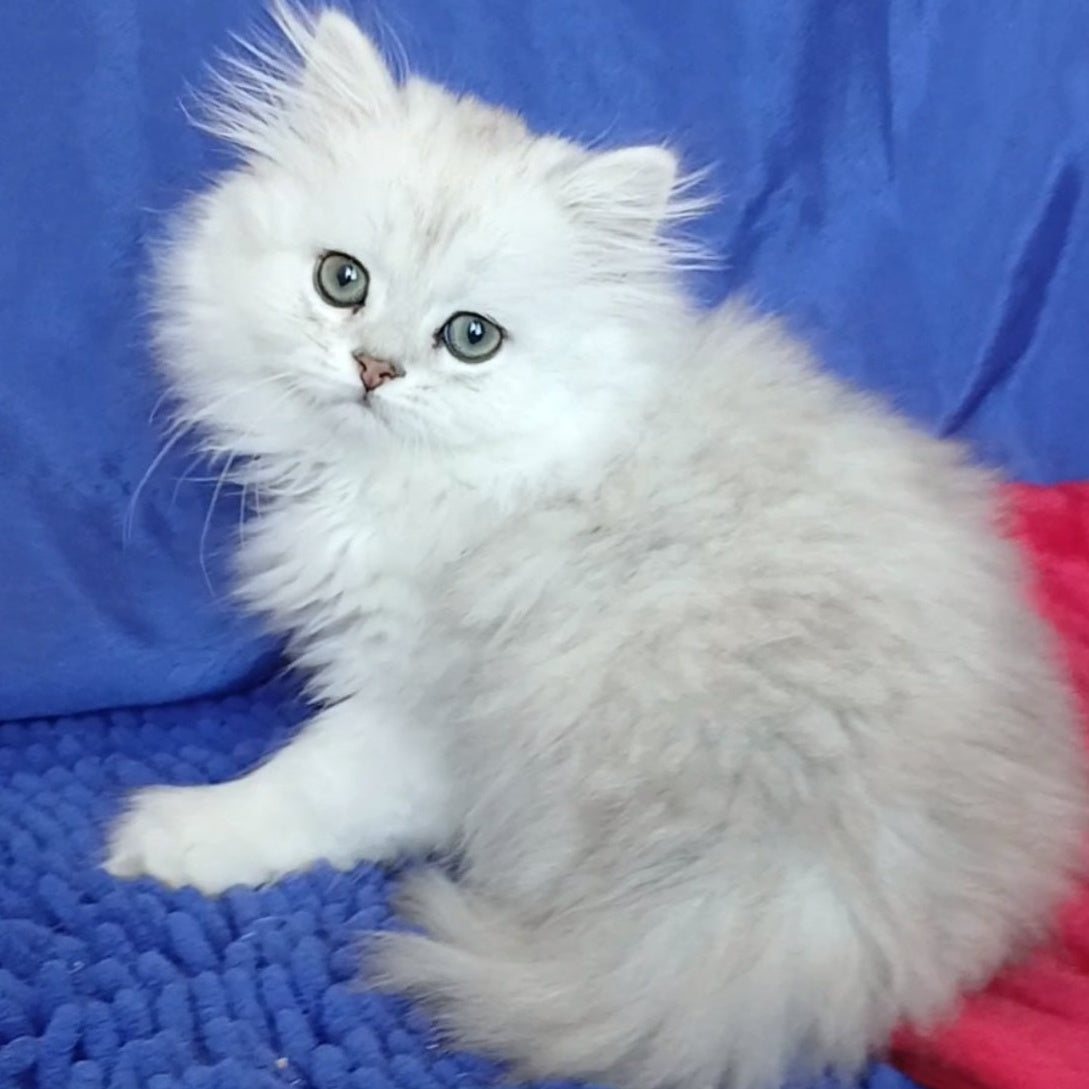 Byanka British Longhair female, black silver shaded