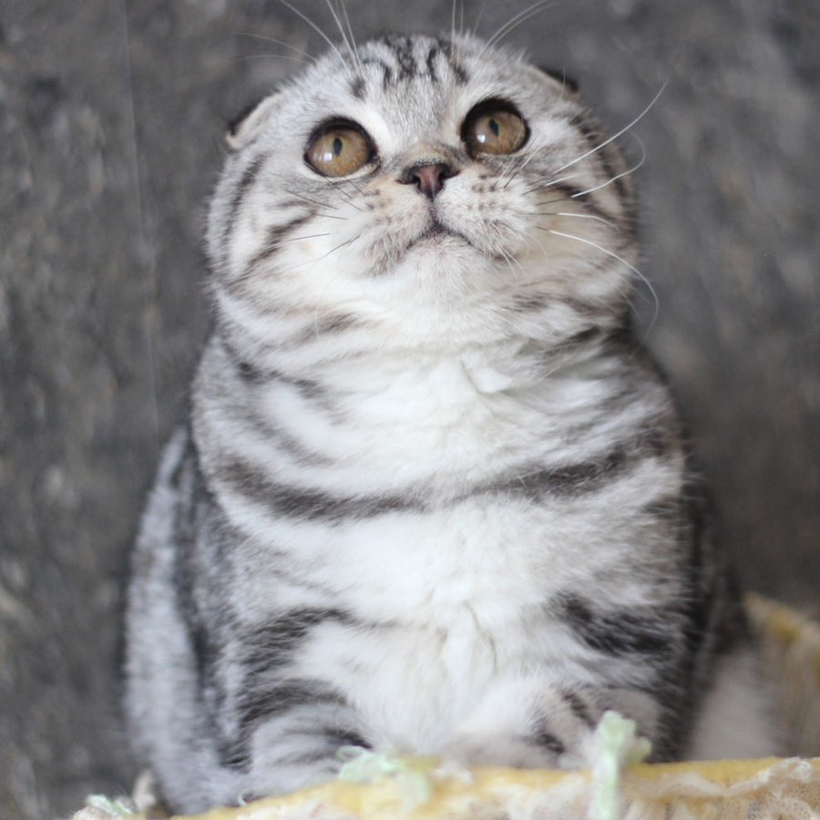 Jakline Scottish Fold female, black silver tabby
