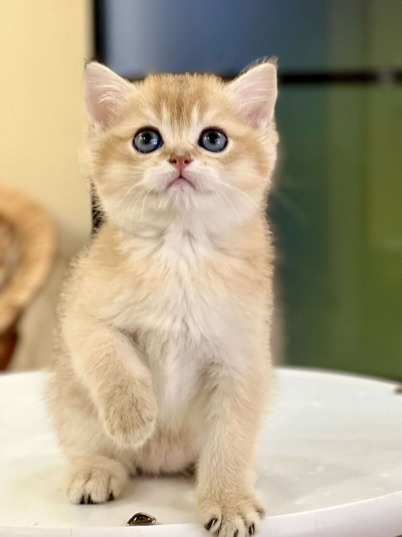 Darvin British Shorthair male black golden shaded - live animals