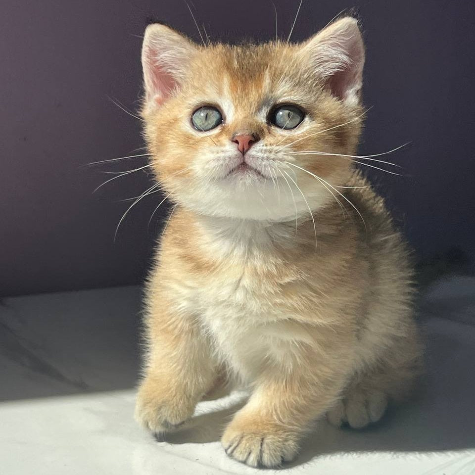 Bill Munchkin male, black golden ticked tabby