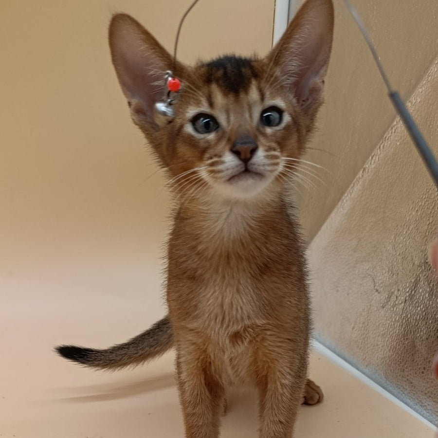 Morgan Abyssinian male, ruddy