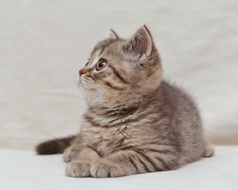 Nalim British Shorthair male, chocolate spotted tabby