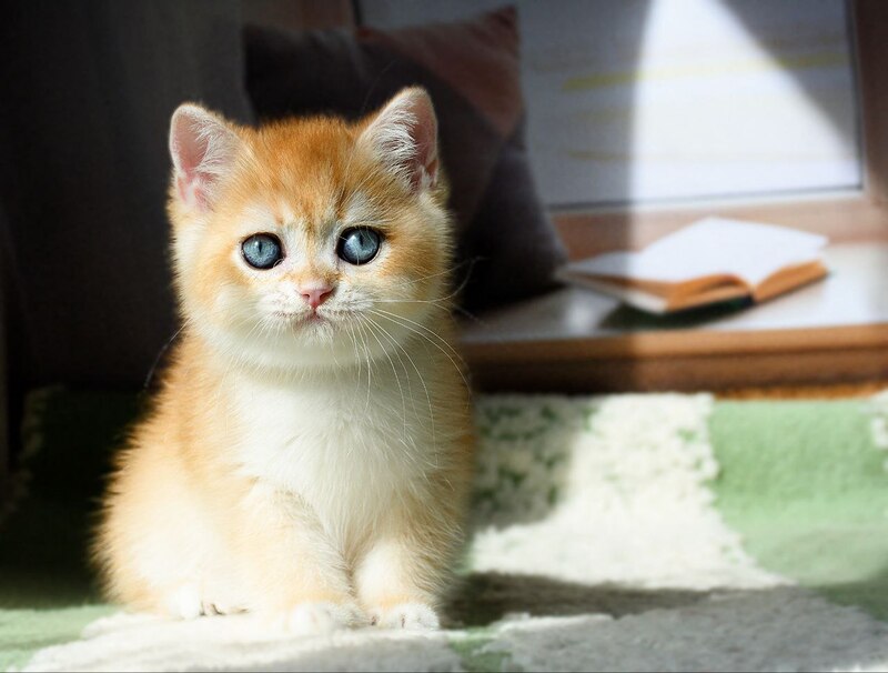 Vasyl British Shorthair male, black golden chinchilla