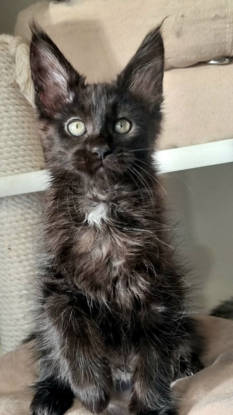 Debora Maine Coon female black with white - live animals