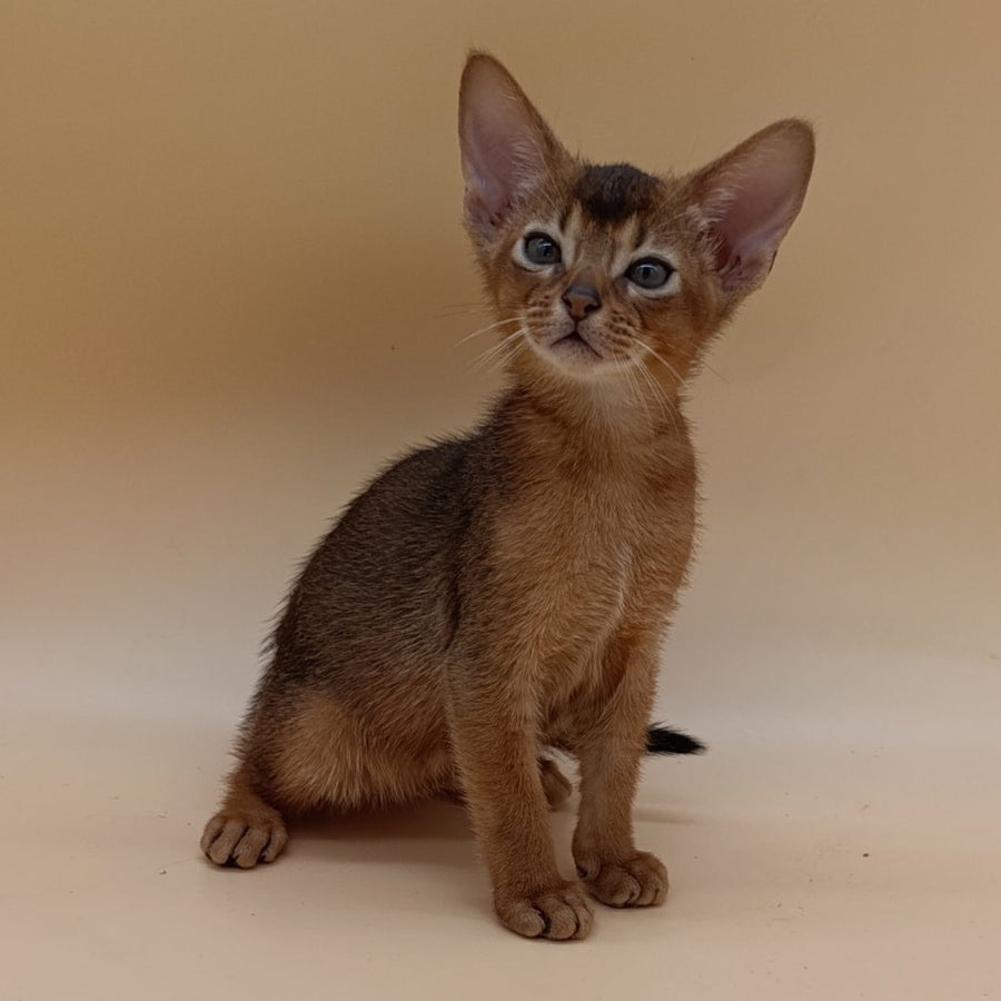 Mikkel Abyssinian male, ruddy