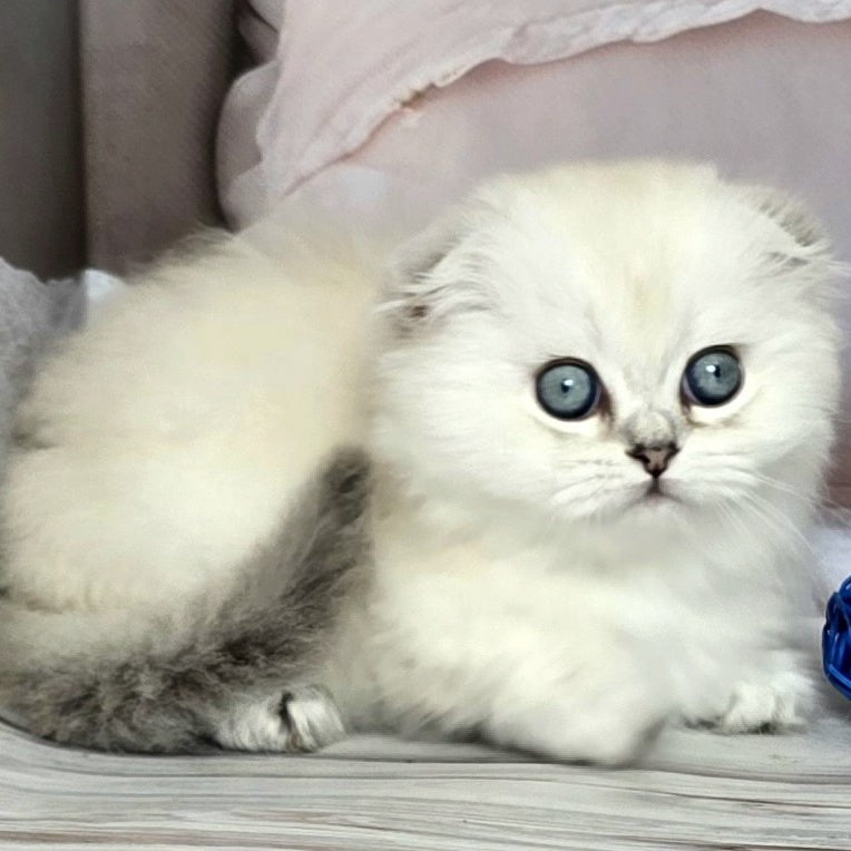 Sapphire Munchkin female, black silver shaded pointed