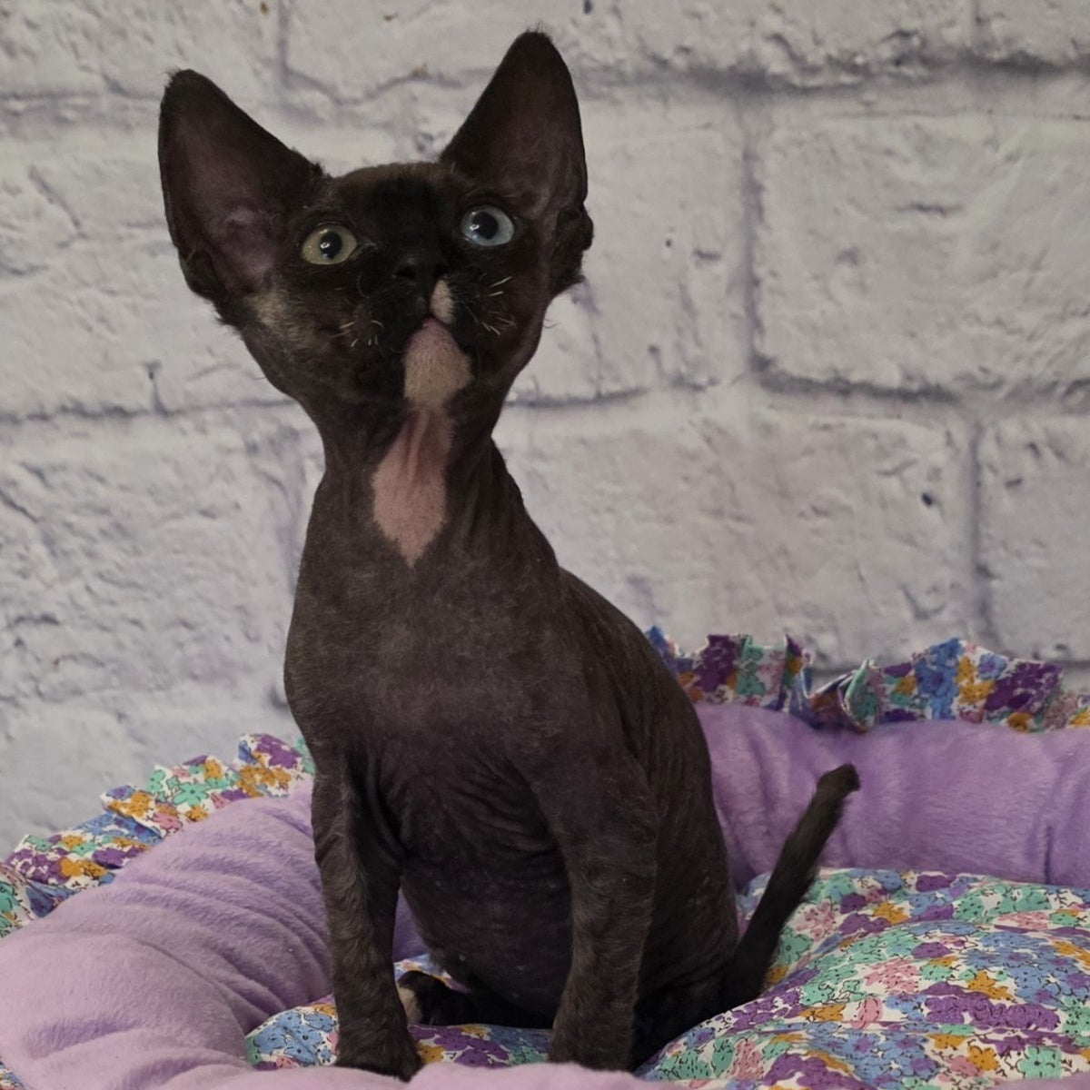 Sofia Devon Rex female, black with white