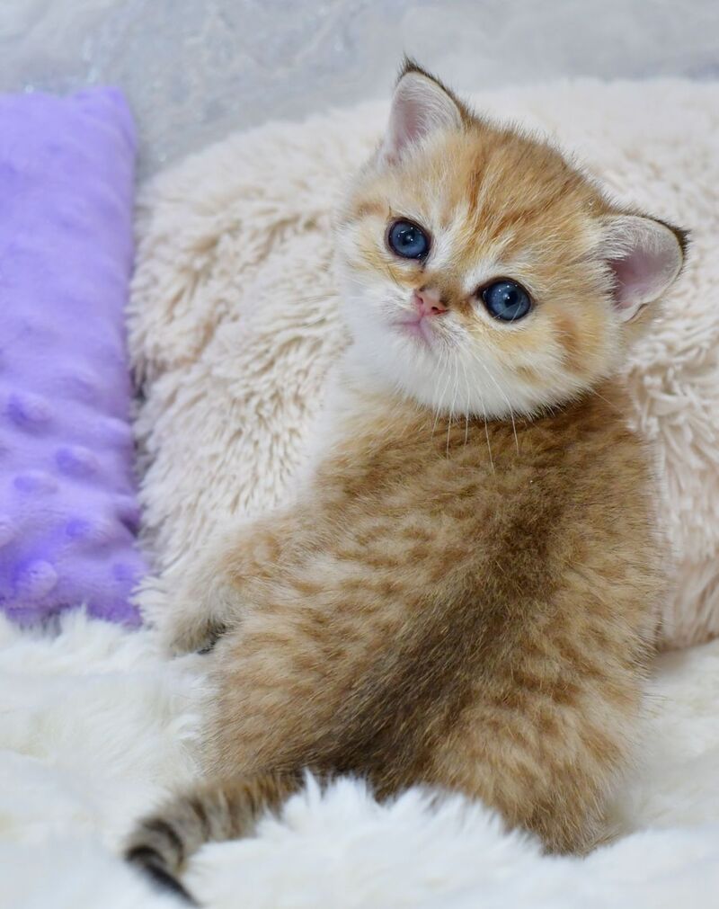 Eva British Shorthair female, black golden spotted tabby