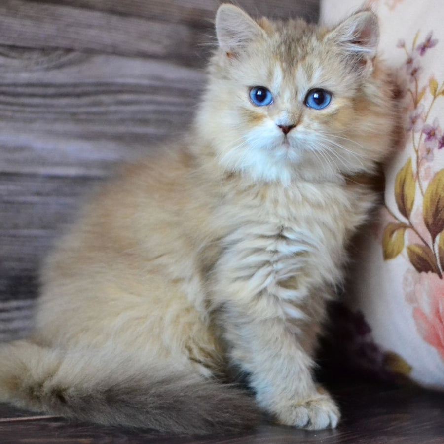 Hloya British Longhair female, chocolate golden ticked tabby bicolour