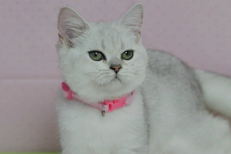 Emily British Shorthair female, black silver shaded