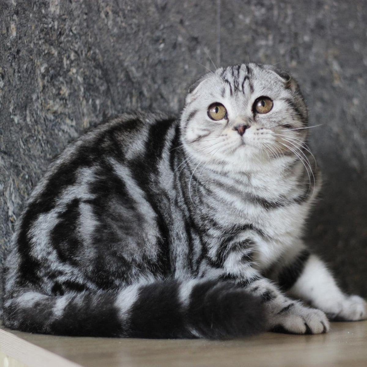 Jakline Scottish Fold female, black silver tabby