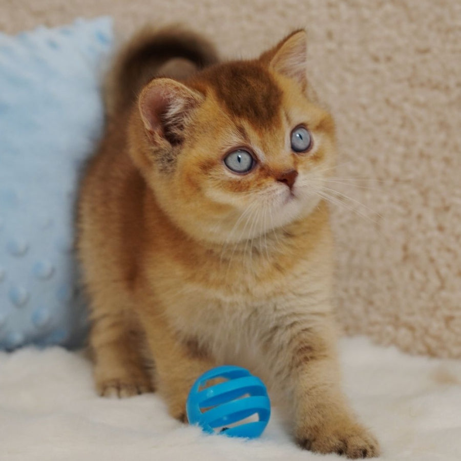 Wolf British Shorthair male, cinnamon ticked tabby with white