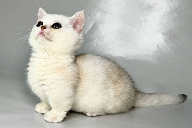 Zynar Munchkin male black silver shaded - live animals