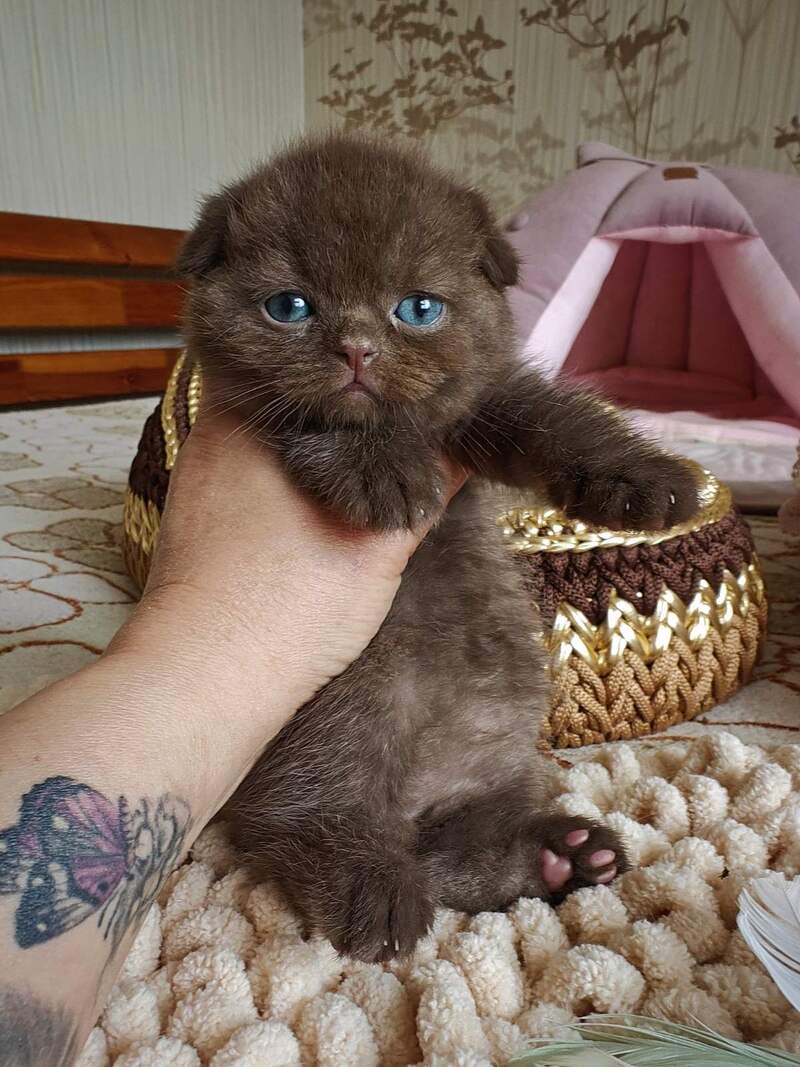 Unikum Scottish Fold male, chocolate