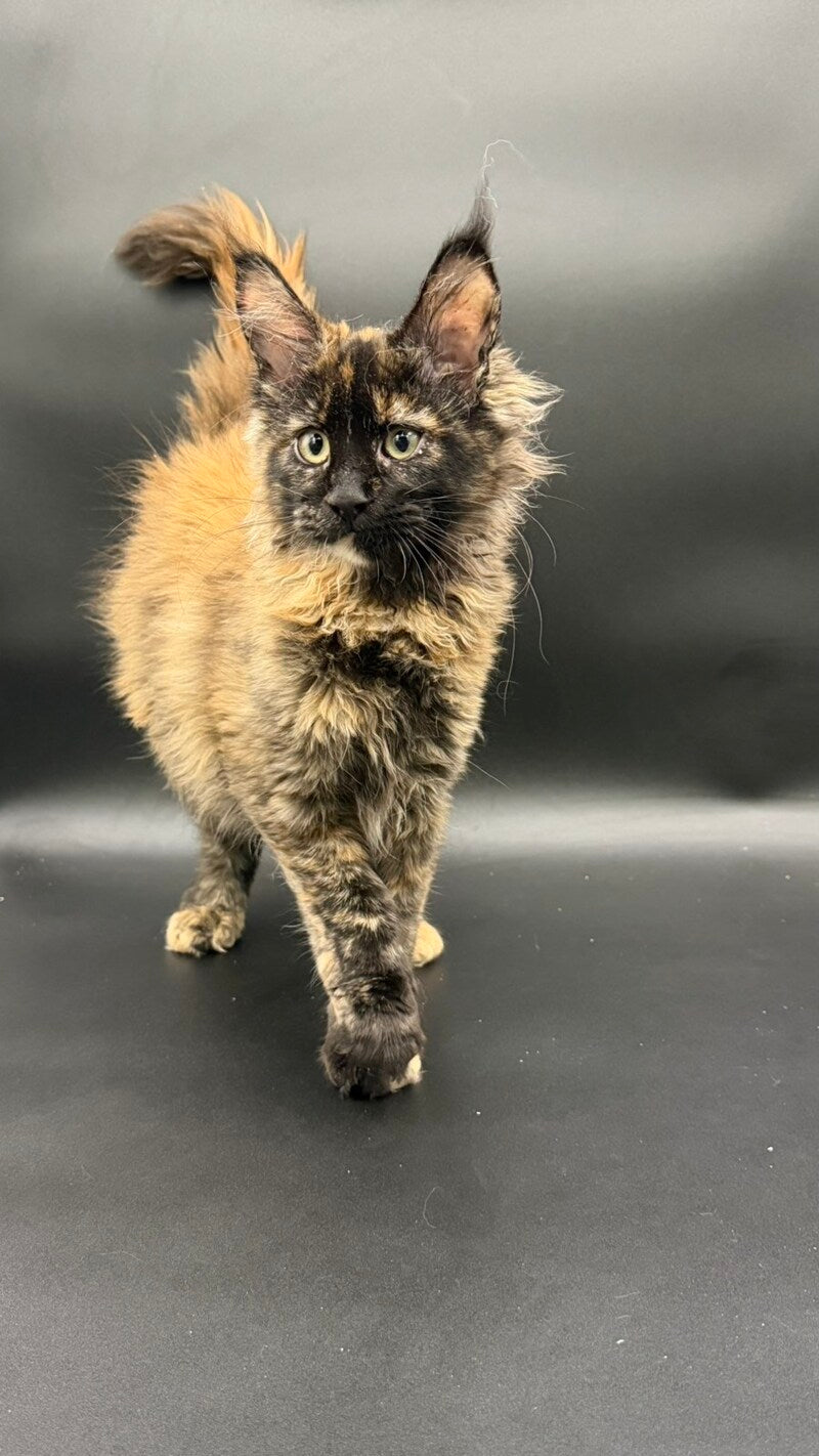 Wetta Maine Coon female black tortie - live animals