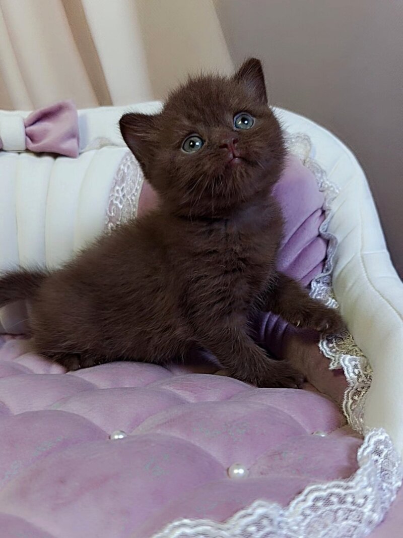 Jasper Scottish Straight male chocolate - live animals