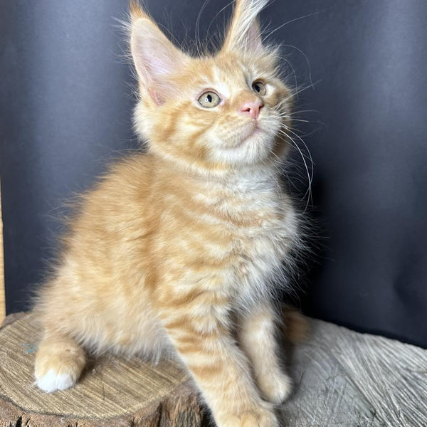 Pixel Maine Coon male, red tabby with white
