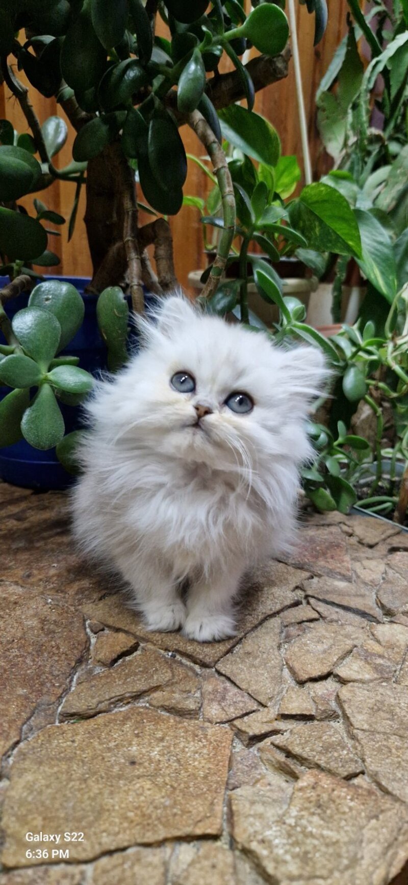 Milentiy British Longhair male black silver shaded live animals
