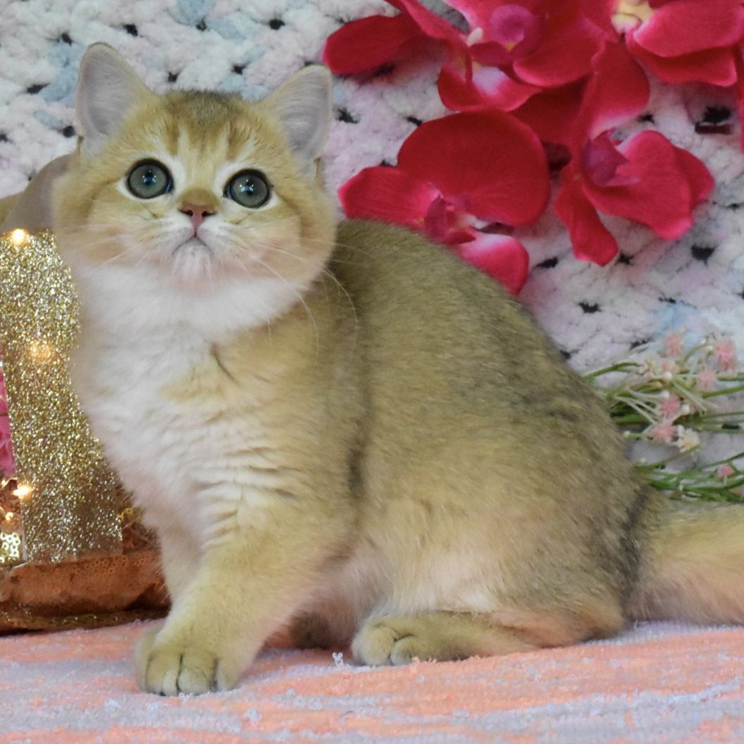 Honey British Shorthair female, black golden shaded