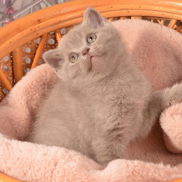 Olivka Scottish Straight female, lilac