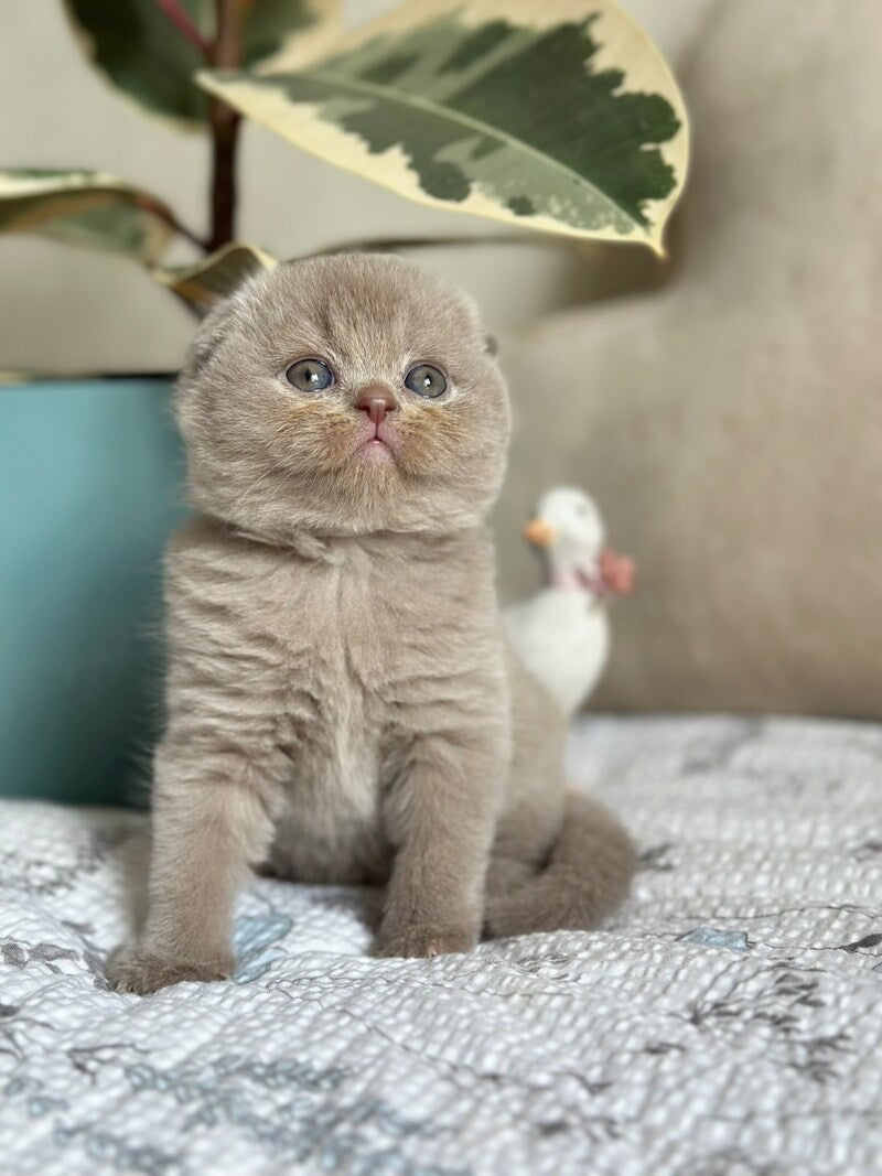 Nala Scottish Fold female, lilac