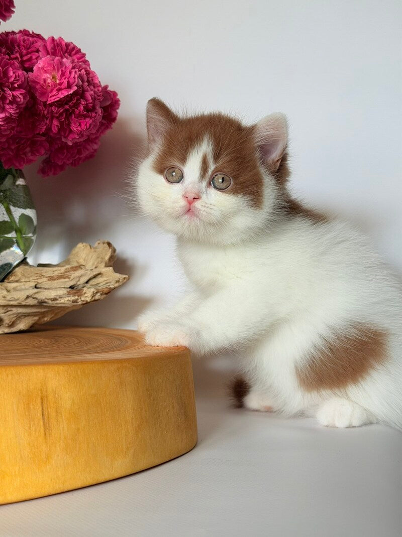 Ferris British Shorthair male, cinnamon harlequin