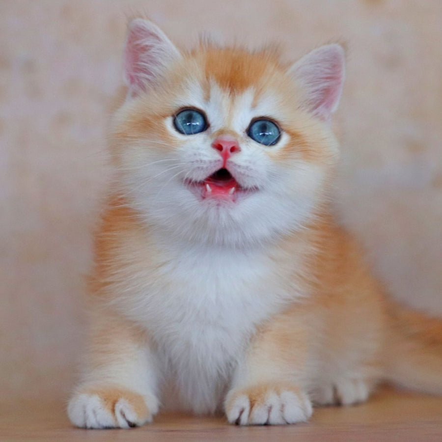 Yvonne British Shorthair female, black golden shaded
