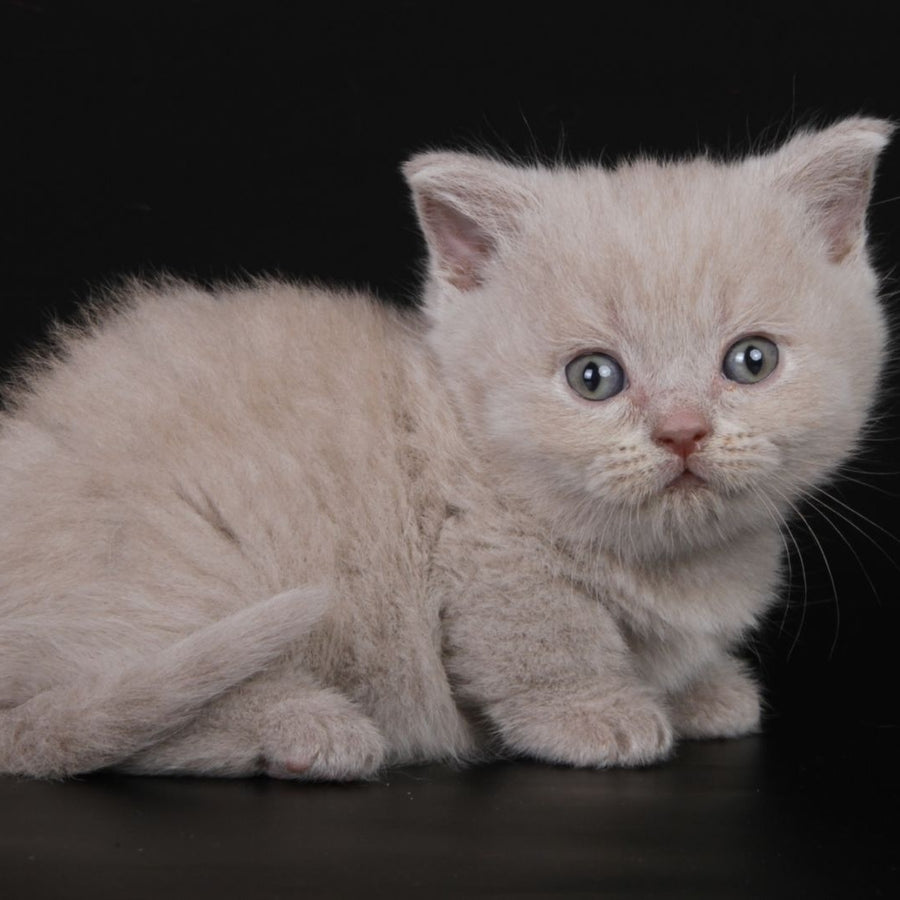 Zyro Munchkin male, lilac