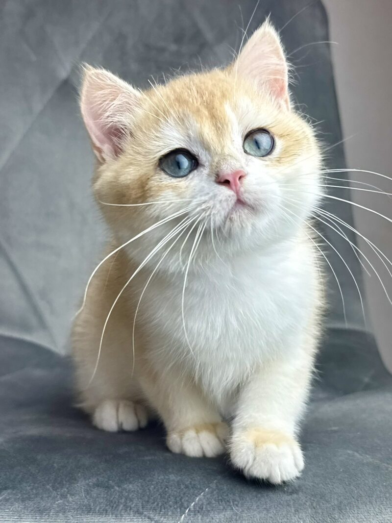 Ike British Shorthair male black golden chinchilla - live animals