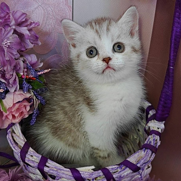 Zeta Scottish Straight female, chocolate golden spotted tabby bicolour