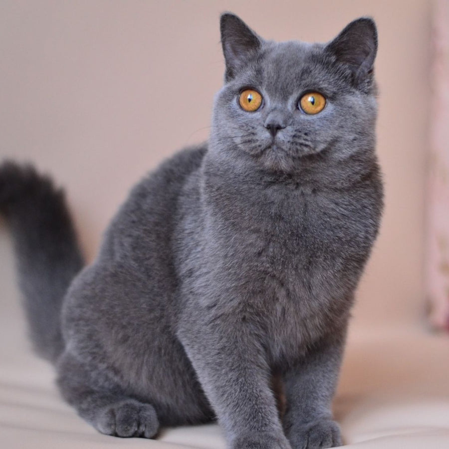 Emma British Shorthair female, blue