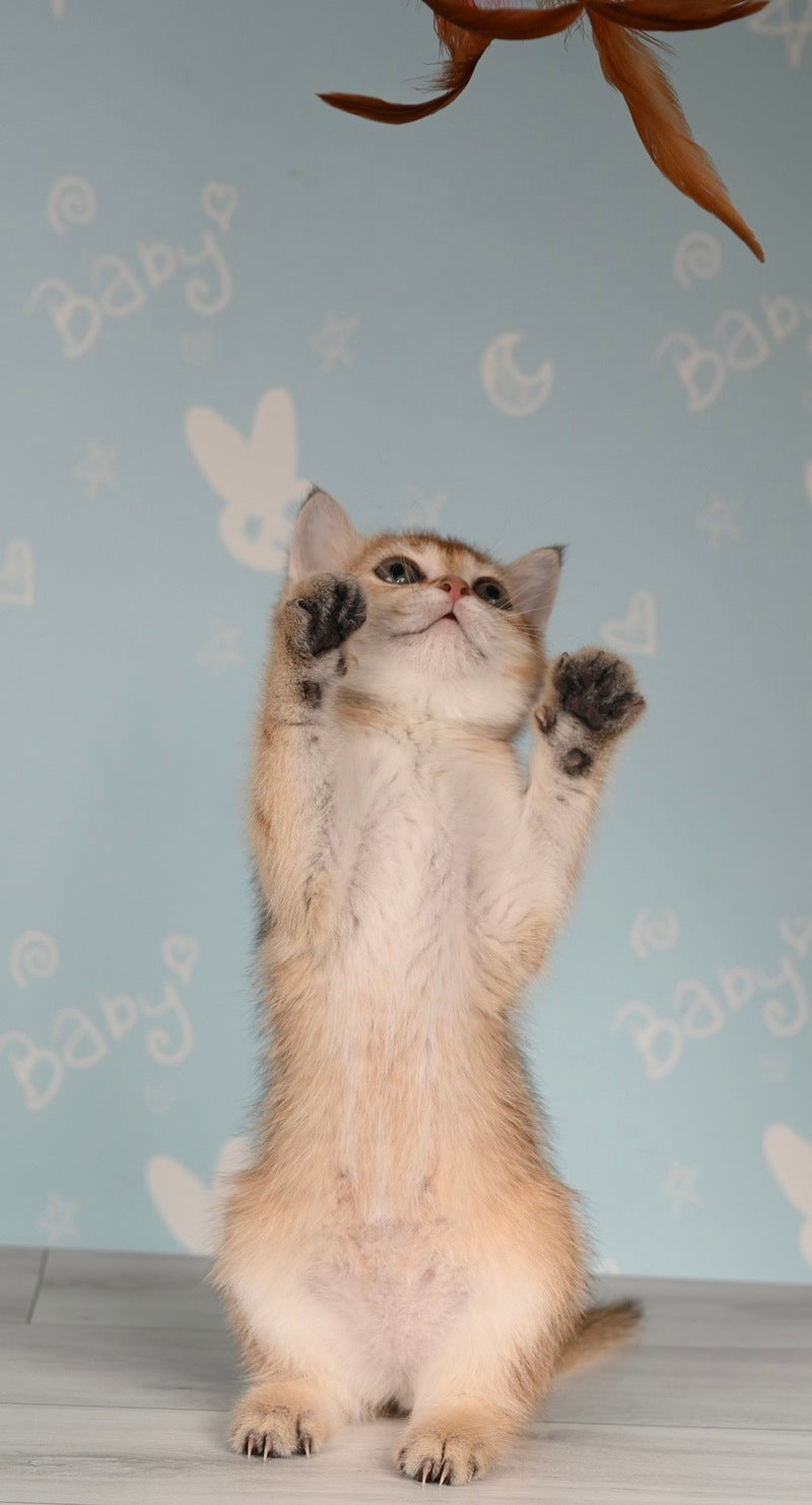 Cassiopeia Scottish Straight female, black golden ticked tabby