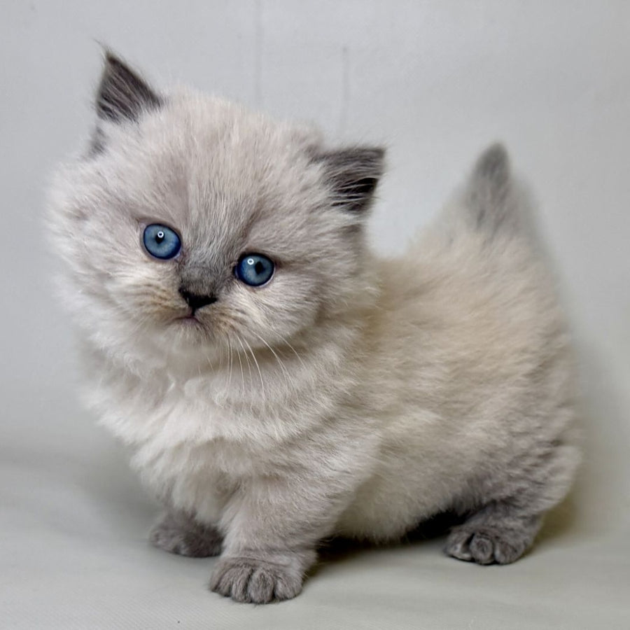 Savage Munchkin female, lilac shaded pointed