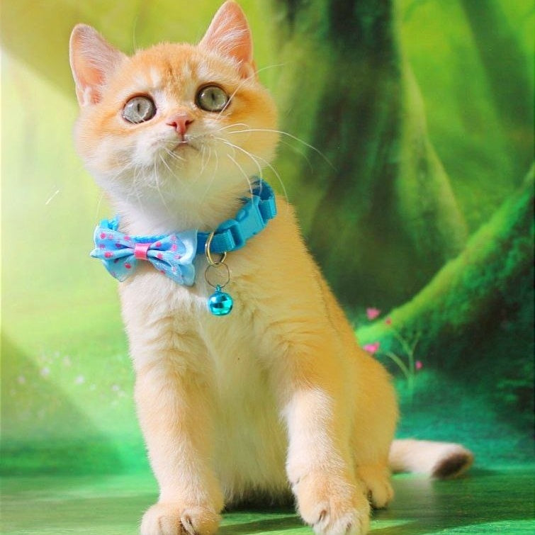 Kosmos British Shorthair male, chocolate golden chinchilla