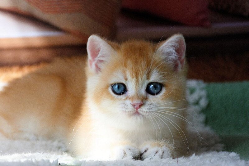 Vasyl British Shorthair male, black golden chinchilla