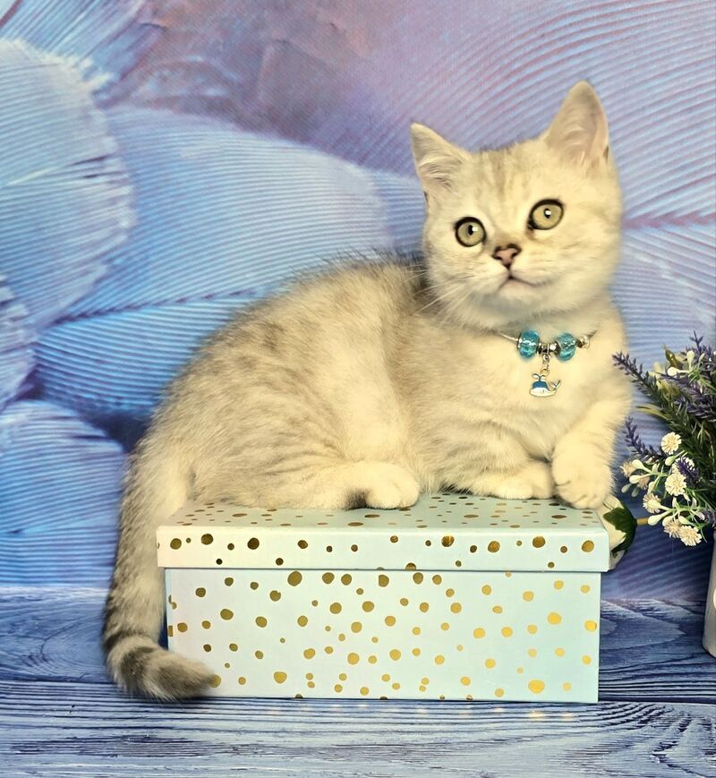 Luna Munchkin female black silver spotted tabby - live animals