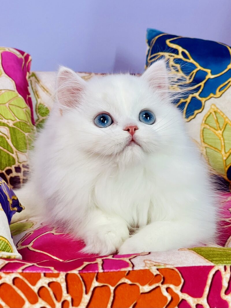 Marcy Scottish Straight male, white