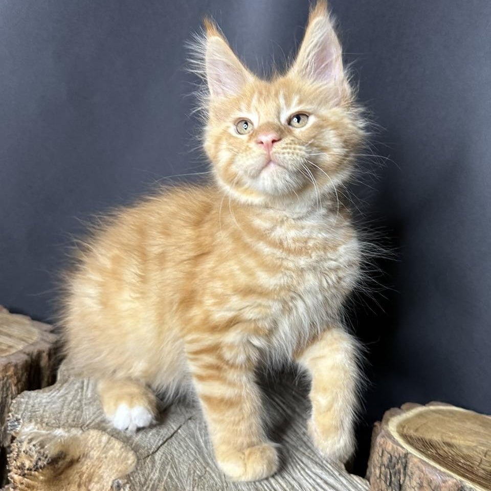 Pixel Maine Coon male, red tabby with white