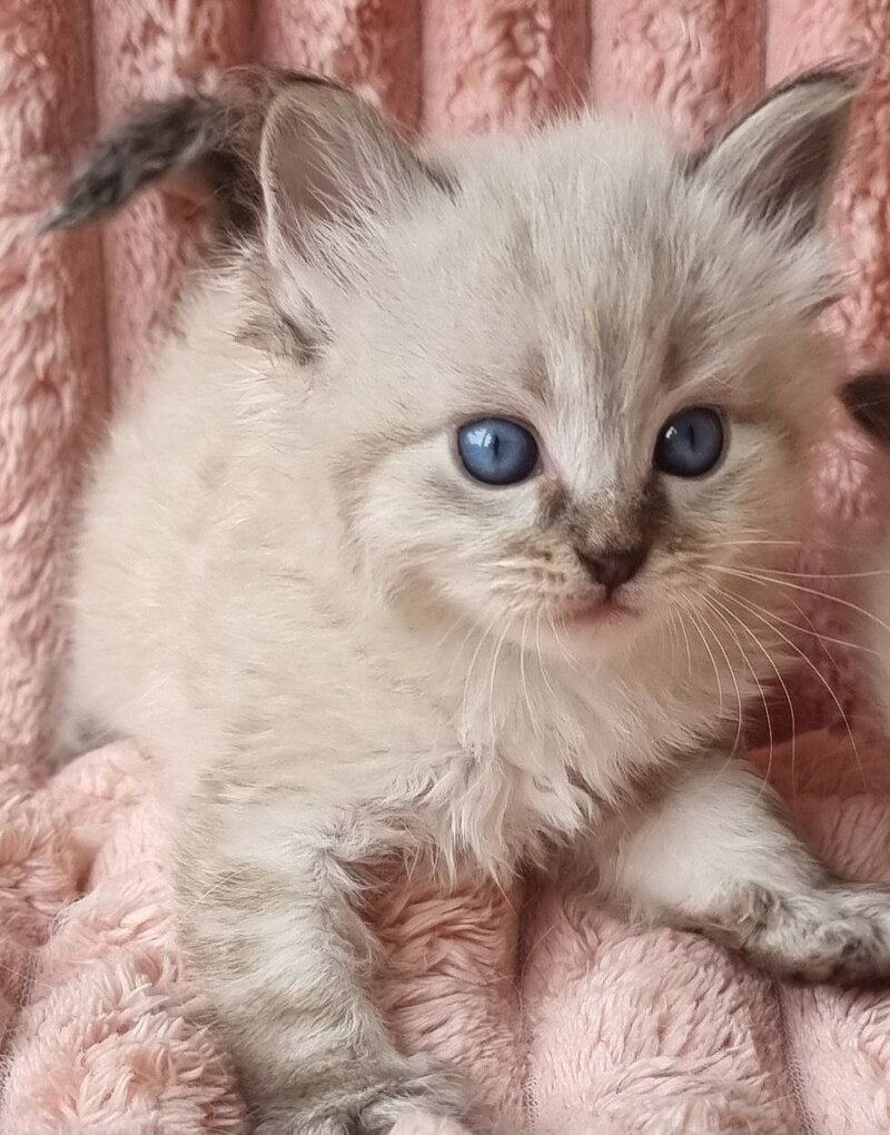 Zigfryd Siberian male seal tabby pointed - live animals