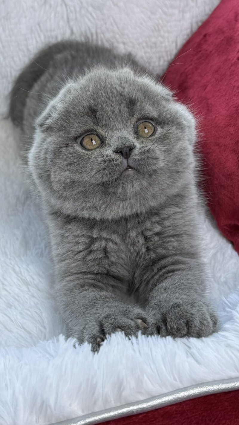 Yasir Scottish Fold male, blue