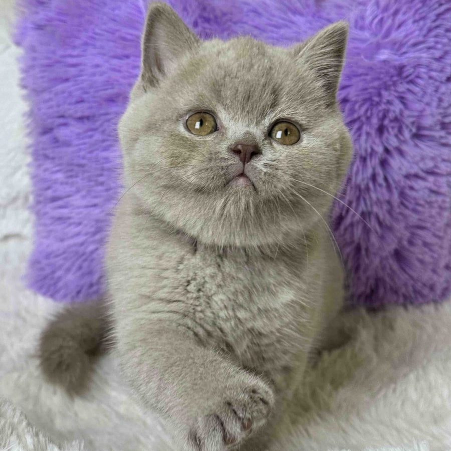 Apricot Scottish Straight female, lilac