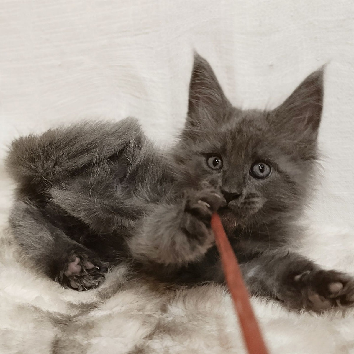 Favorite Maine Coon male, blue silver