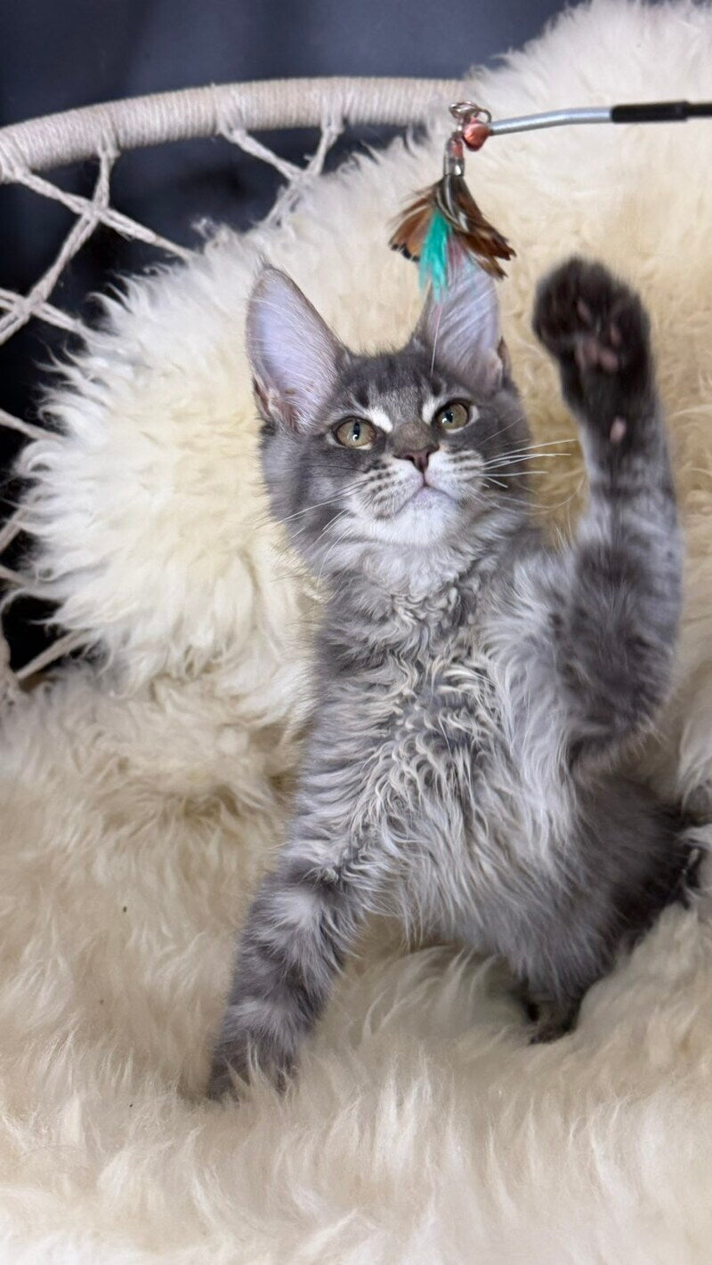 Quest Maine Coon male, blue ticked tabby